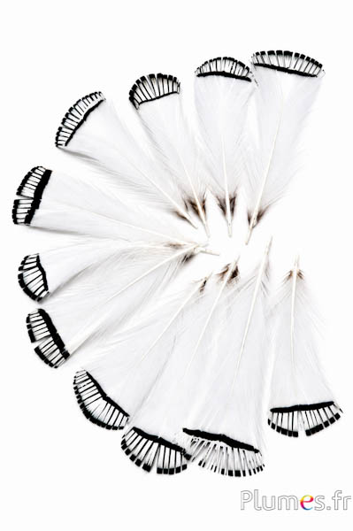 Fagiano Lady Armherst - 7-10 cm - bianco naturale